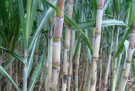 甘蔗密林图片 甘蔗密林图片