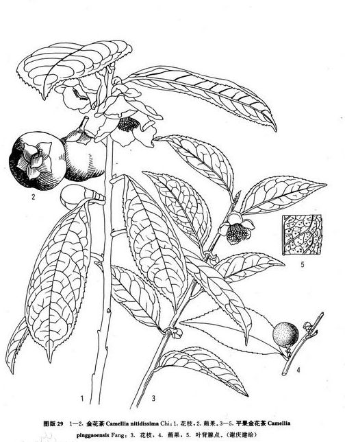 植物界“大熊猫”——金花茶 植物界“大熊猫”——金花茶
