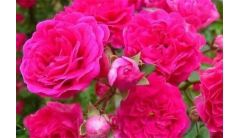 爬藤蔷薇红木香怕冻吗，怕冻且要做好防寒措施