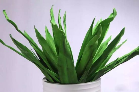 因树而异 因树而异