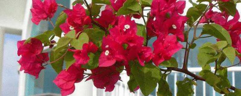 三角梅怎么剪枝