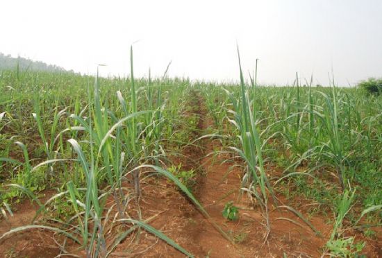 刚生长出来的甘蔗苗图片 刚生长出来的甘蔗苗图片