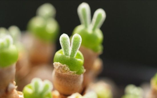 兔子状肉肉 兔子状肉肉