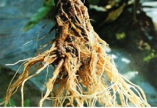 茶花烂根怎样处理？换土培养，重新扦插