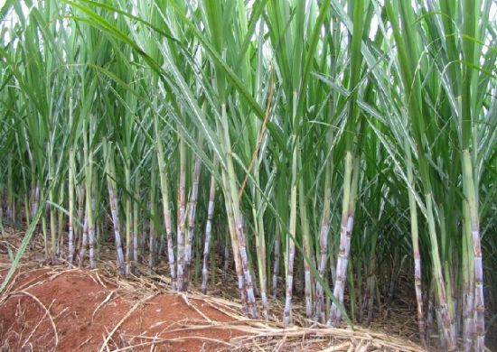 长势良好的甘蔗图片 长势良好的甘蔗图片