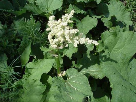 最常见的对宠物有毒的植物 最常见的对宠物有毒的植物