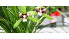 兰花夏天1个月不浇水