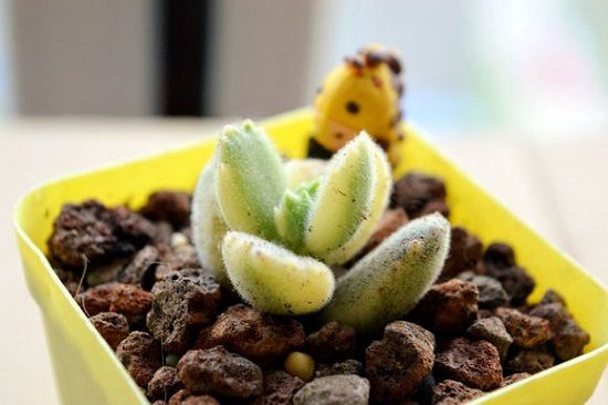 白熊幼苗 白熊幼苗