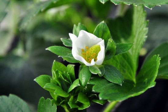 草莓花 草莓花