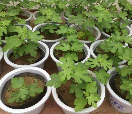 无花果叶子变黄怎么办？无花果叶子变黄的处理方法