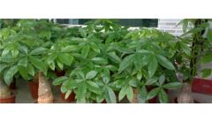 如何养发财树不烂根