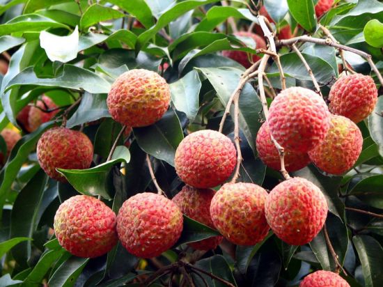 老树 荔枝 老树 荔枝