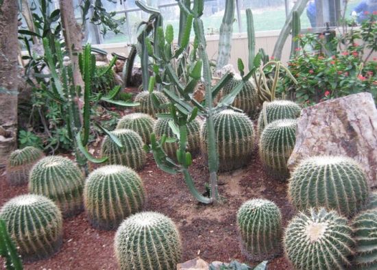 可爱的仙人球 可爱的仙人球