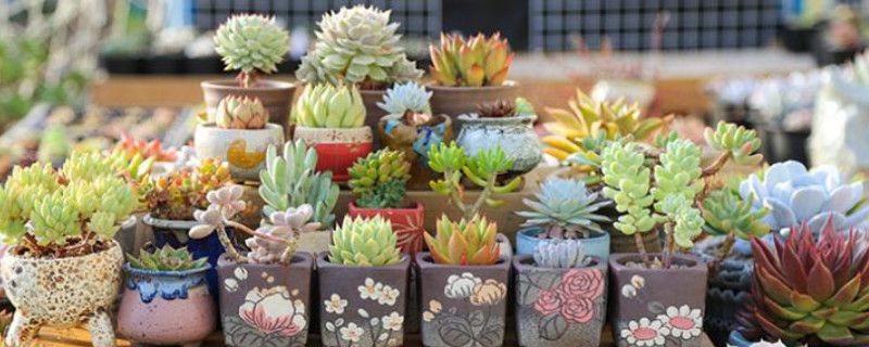 多肉断了可以直接插吗