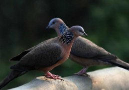 斑鸠的营养价值