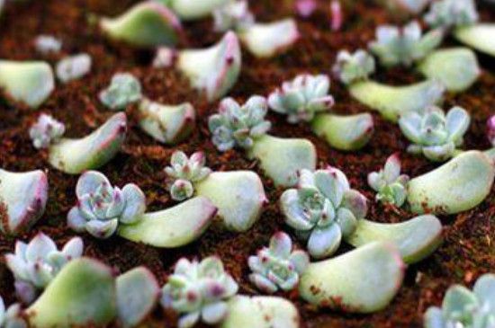 多肉植物怎么叶插