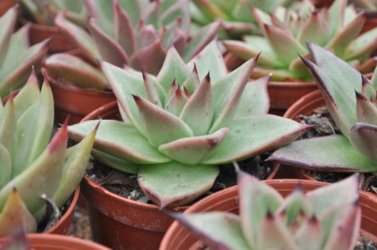 乌木多肉的养殖方法和注意事项