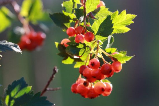 红豆花的寓意和象征