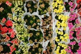 “长寿花”烂根怎么办？“咔嚓”剪1刀，重新插