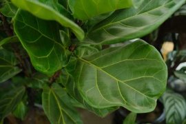 琴叶榕黄叶枯萎怎么办