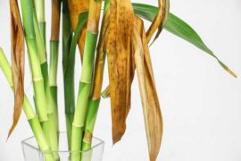 如何制作富贵竹的宝塔型盆景