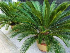 铁树的叶子发黄如何补救