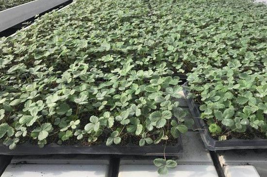 育苗盘怎么育苗