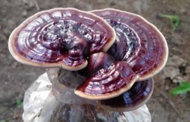 紫灵芝的功效与作用及食用方法(灵芝的十大功效