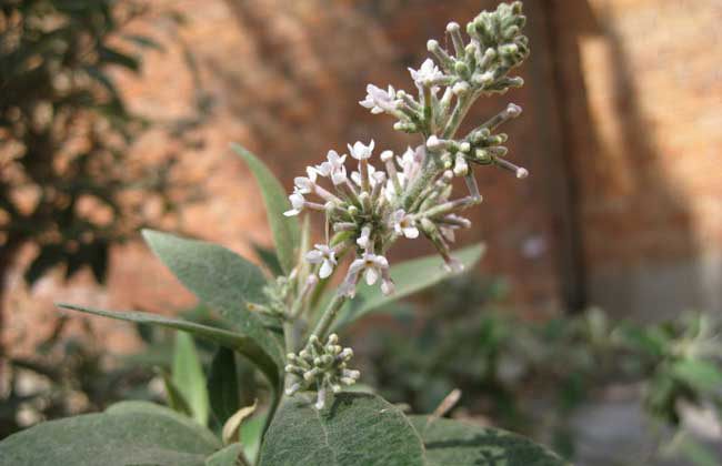 密蒙花的功效与作用