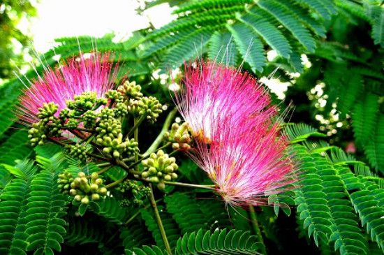 夜合树怎么繁殖