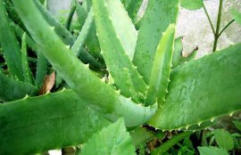 芦荟怎样祛斑才好？(怎样用新鲜芦荟祛斑)