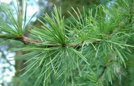 雪松精油的使用方法(雪松精油能直接用于皮肤吗