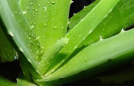 库拉索芦荟怎么护肤？(库拉索芦荟和普通芦荟区