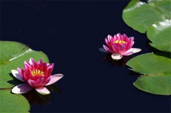 红莲花的寓意和象征,表示高贵和坚毅勇敢