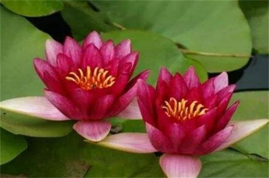 红莲花的寓意和象征,表示高贵和坚毅勇敢