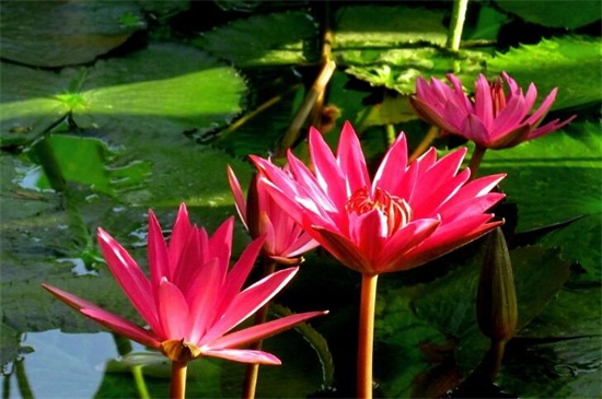 红莲花的寓意和象征,表示高贵和坚毅勇敢