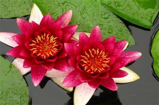 红莲花的寓意和象征,表示高贵和坚毅勇敢