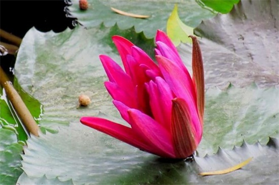 红莲花的寓意和象征,表示高贵和坚毅勇敢