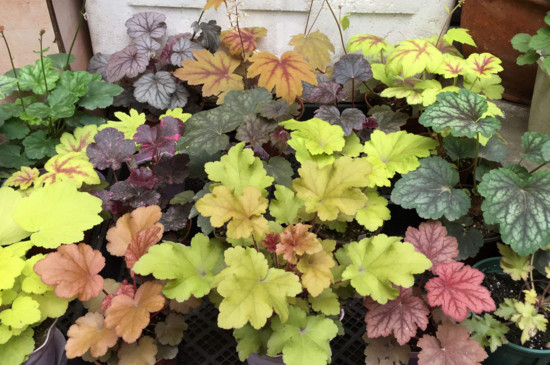 冬天冻不死的常绿植物,盘点十大常绿的耐寒植物