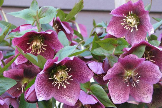 冬天冻不死的常绿植物,盘点十大常绿的耐寒植物