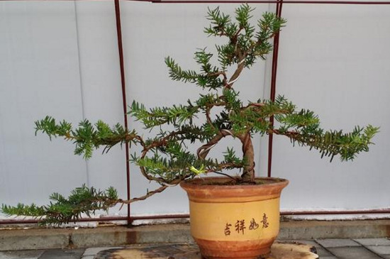 冬天冻不死的常绿植物,盘点十大常绿的耐寒植物