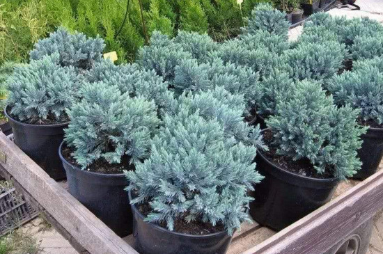 冬天冻不死的常绿植物,盘点十大常绿的耐寒植物