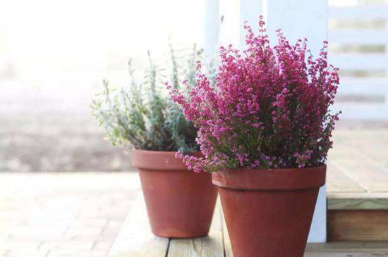 冬天冻不死的常绿植物,盘点十大常绿的耐寒植物