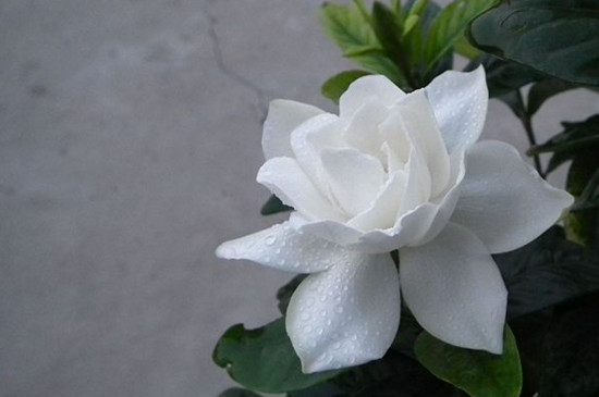 冬天冻不死的常绿植物,盘点十大常绿的耐寒植物