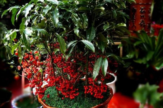 冬天冻不死的常绿植物,盘点十大常绿的耐寒植物