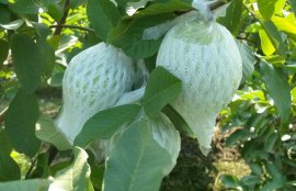 芭乐什么时候吃最好？(芭乐品种中哪个最好吃