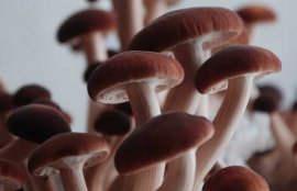 茶树菇的挑选方法(干茶树菇怎么挑)