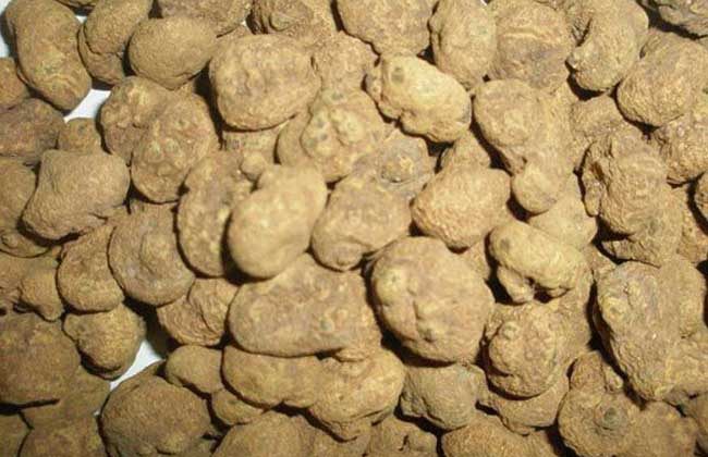 醋延胡索的功效与作用