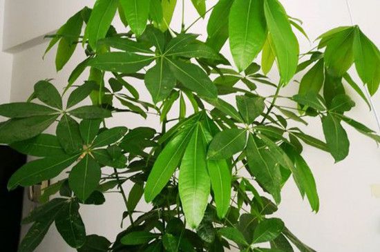 四季发财树怎么养殖