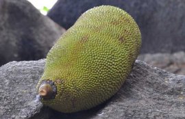 菠萝蜜怎么剥开？(菠萝蜜如何剥开)